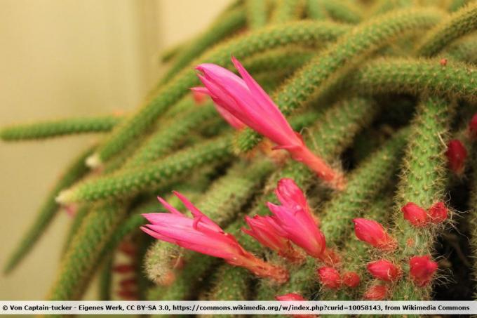 Whip cactus, Disocactus flagelliformis