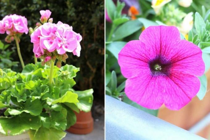 พืชยอดนิยมสำหรับกล่องดอกไม้ - เจอเรเนียมและพิทูเนีย