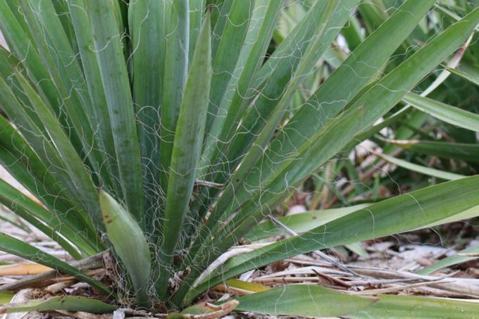 Juka záhradná, Yucca filamentosa, dorastá do výšky 300 centimetrov