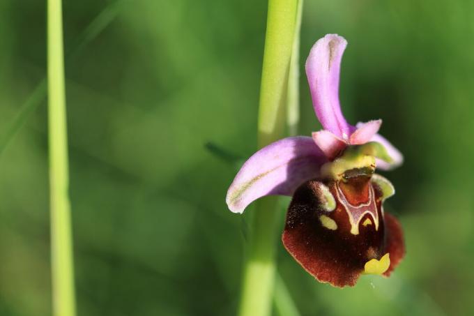 Орхидеен цвят