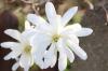 Stjernemagnolia, Magnolia stellata: plantning, pleje og skæring
