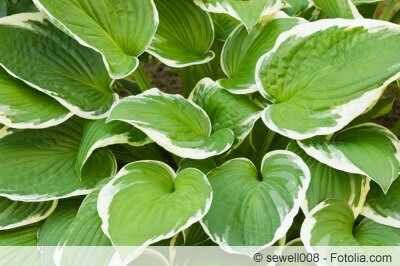 Hosta's zijn typische bladplanten