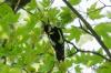 Pica-pau-malhado: ninho, comida e canto do pica-pau-malhado