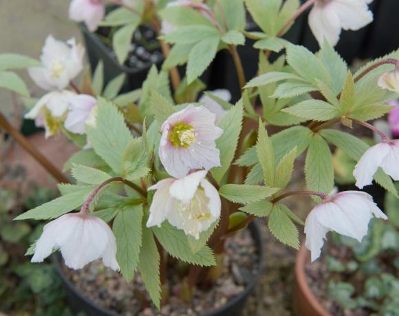 Young and healthy Christmas rose in a pot