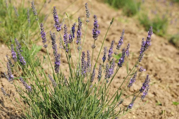 lavender in nature