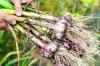 Planting garlic: tips for planting & growing