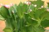 Water the Christmas cactus: when and how often?