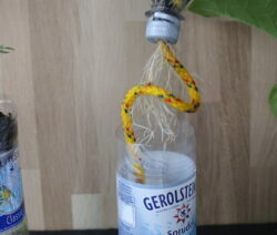 recycled PET bottle with plants and roots after 35 days