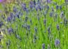 Lavendel: kõik sortide, kasvatamise ja hooldamise kohta