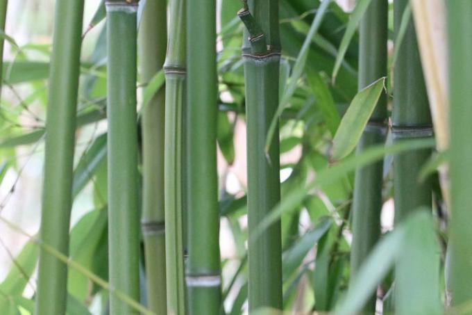 Fargesia murielae, dáždnikový bambus, Muriel bambus