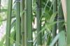 Cutting bamboo from A-Z: Instructions and tools for all varieties