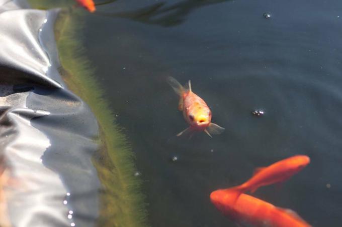 Риба срещу водорасли в градинското езерце