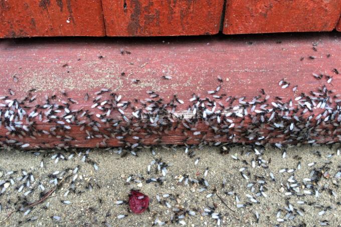 uçan karıncalar-tehlikeli