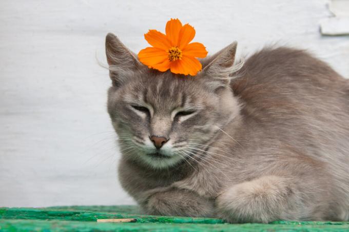 cosmea-tox-to-cats