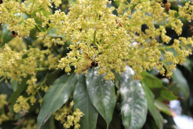 Bees on lychee tree blossoms