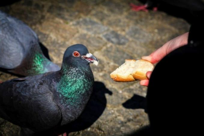 Хранене на гълъба с хляб