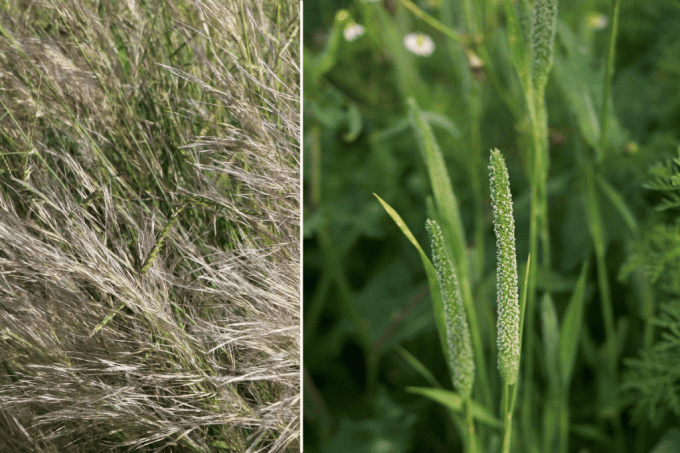 Снимка вляво обикновен щъркел, снимка вдясно Тимотейска трева