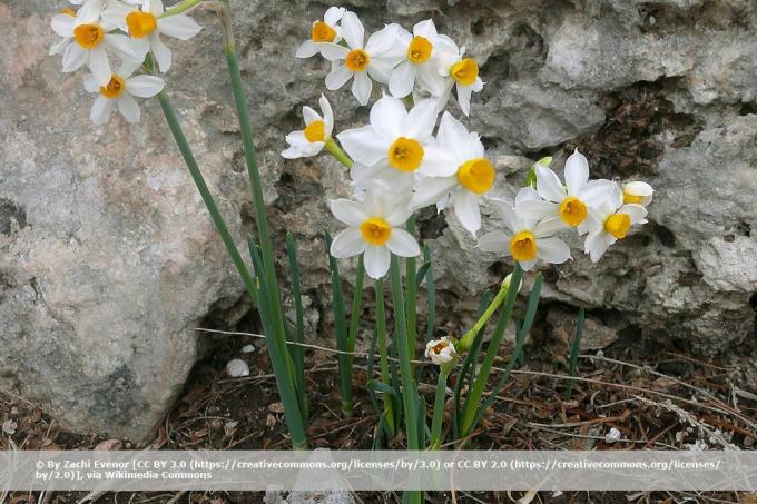 ダチョウ水仙、Narcissus tazetta