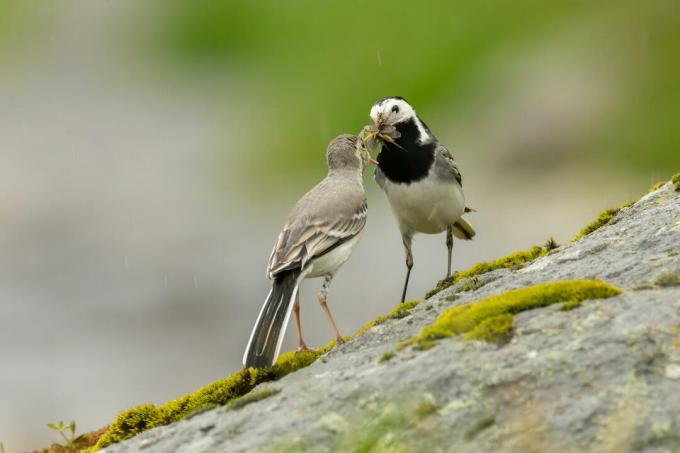 Feeding the wagtail young bird