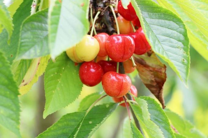 Sladká třešeň - Prunus avium