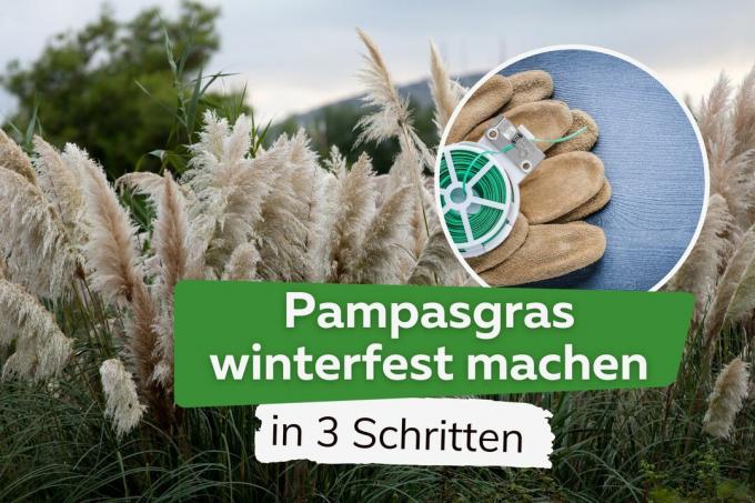Making pampas grass winter-proof: in three steps