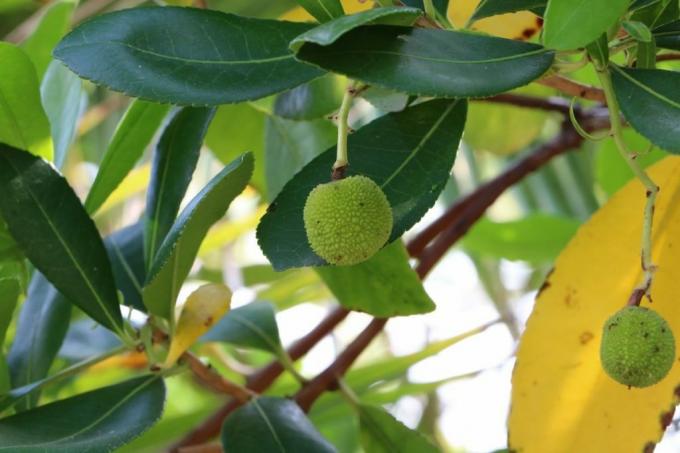 עץ תות - Arbutus unedo