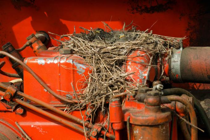 Wagtail nest on tractor