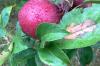 Il melo ha poche foglie: cause e rimedi