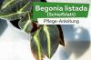 ფიქალის ფოთოლი, Begonia listada: მოვლა A-Z-დან