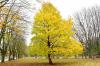 Кліматичні дерева: пояснення та види саду