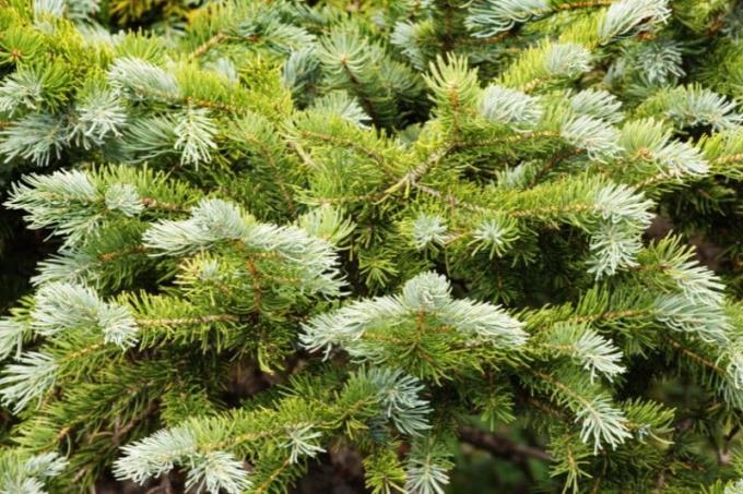 Dwarf cork fir (Abies lasiocarpa)