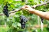Fertiliser la vigne: mode d'emploi et conseils d'experts