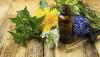 The 10 best medicinal plants from your own garden
