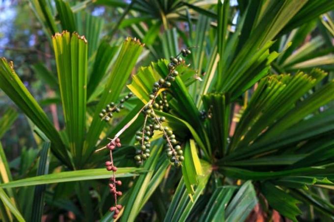 Лъчева палма (Licuala grandis)