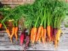 The right way to harvest, store and freeze carrots: this is how it's done