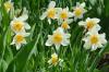 Plant daffodils and grow them in your own garden