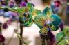 Blauwe orchideeën: zelf orchideeën blauw verven