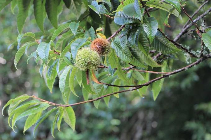 Frutti di castagno sull'albero