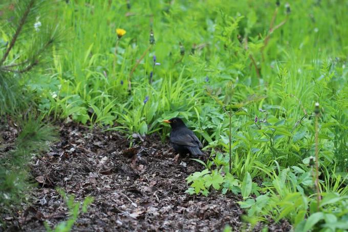 შავი ფრინველი (Turdus merula)