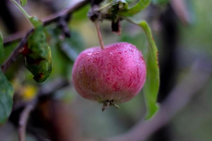 Prieskoninis obuolys ant medžio