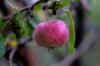 Gewürzluikenapfel: Zimsko jabolko v portretu