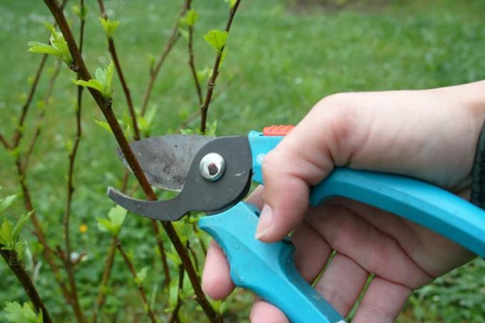 pruning
