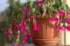 Christmas cactus: location, care & tips for limp leaves