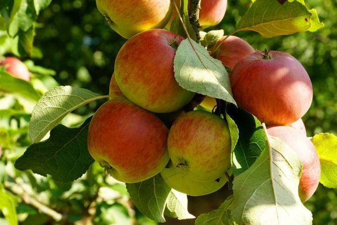 Ängsträdgård: äpple - malus