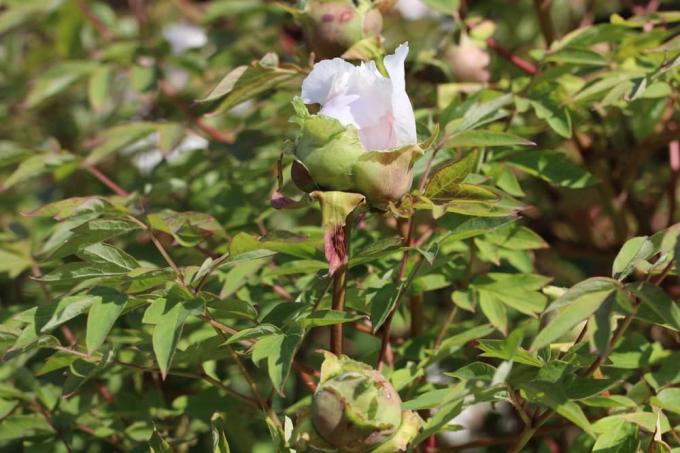 Peonia arborea - Paeonia suffruticosa - Peonia arborea