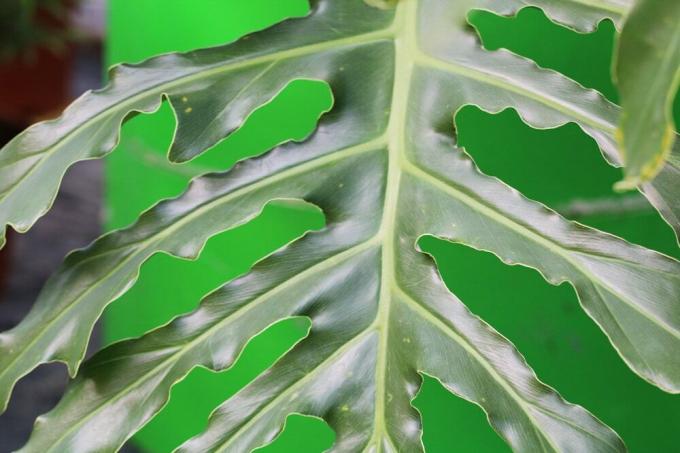 Monstera - window leaf
