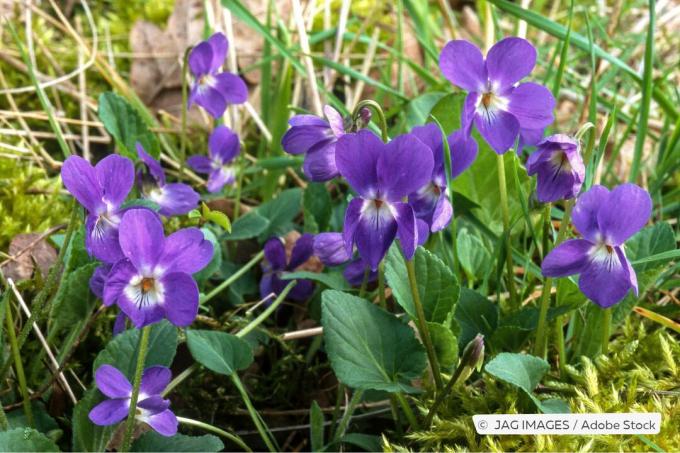 Sladká fialka (Viola odorata)