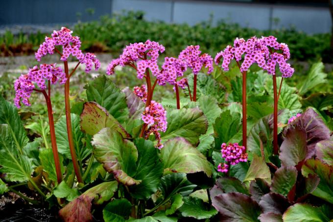 bergenia-etanat