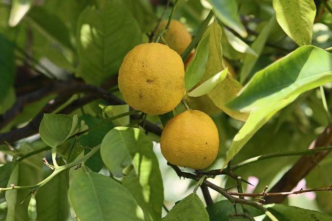 Frugt med Z: citrontræ (Citrus limon)