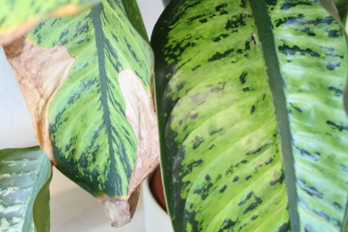 Care errors can lead to leaf discoloration on plants